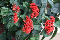 Clerodendrum splendens